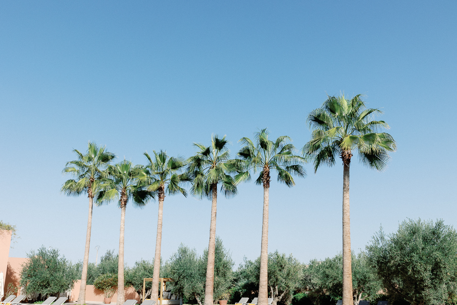 palm trees at the oberoi marrakesh 